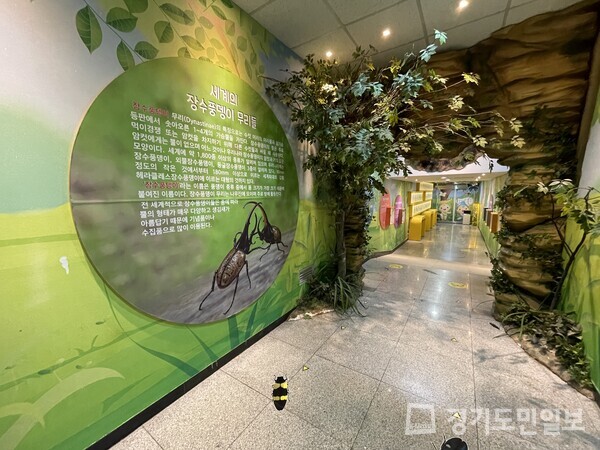 양평곤충박물관이 ‘세계의 장수풍뎅이 무리들’ 기획전시를 5월7일까지 연장했다. 