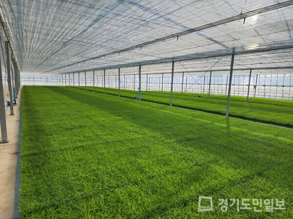 이천시농업기술센터, 벼 못자리 철저하게 관리 당부