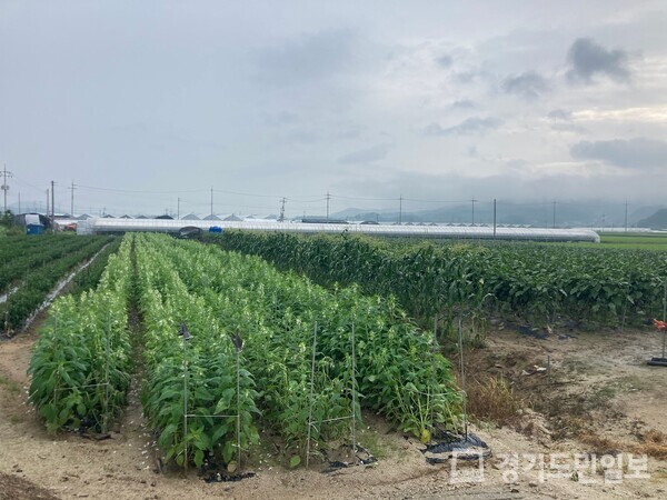 여주시가 태풍 ‘카눈’으로 인한 농작물 피해를 최소화하기 위해 8일 피해 예방 관리를 당부하고 나섰다.