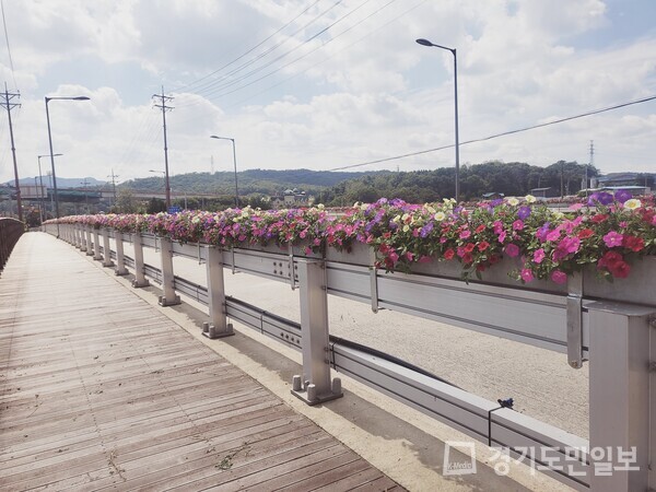 양주시가 주요 도로변 교량에 꽃걸이대 화분을 설치하고 웨이브페츄니아를 식재했다.