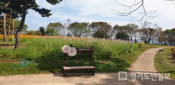 금은모래강변공원 내 900여 평에 식재한 6만본의 코스모스 꽃밭이 장관을 이루고 있다.   