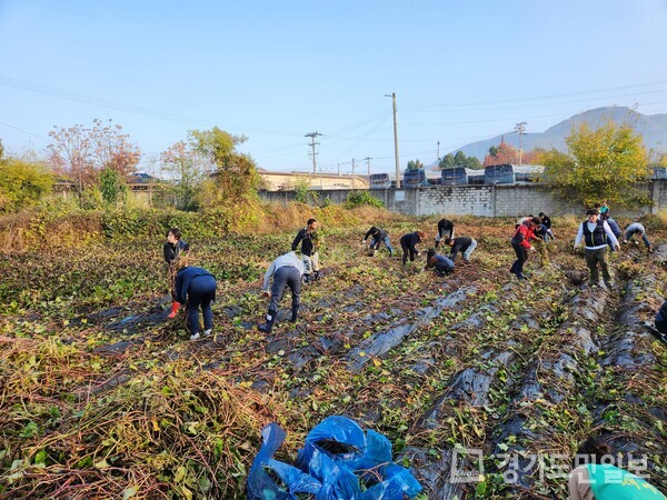동두천시 보산동 새마을남녀지도자회가 사랑의 김장 나눔 이웃돕기 기금 마련을 위한 고구마를 수확하고 있다.