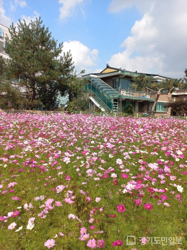 양주시 한국자유총연맹 남면분회가 쓰레기 집중 무단투기 장소에 코스모스 꽃밭을 조성했다.