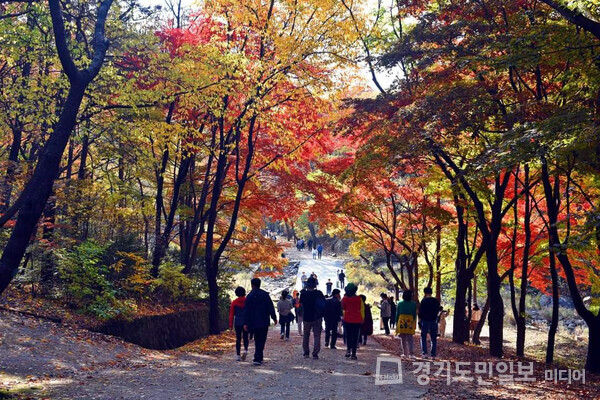 서울대 관악수목원 개방기간 방문객들이 가을을 만끽하고 있다. 