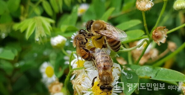 꿀벌들의 활동 장면. 