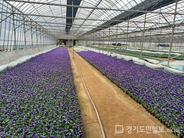 부천시가 지난해 11월부터 춘의동 부천꽃양묘장에서 100일 동안 팬지, 데이지 등 6종의 꽃을 키워왔다.
