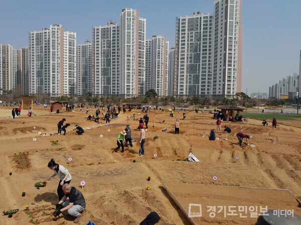 시흥시민들이 도시농업공원 시민행복텃밭을 가꾸고 있다.