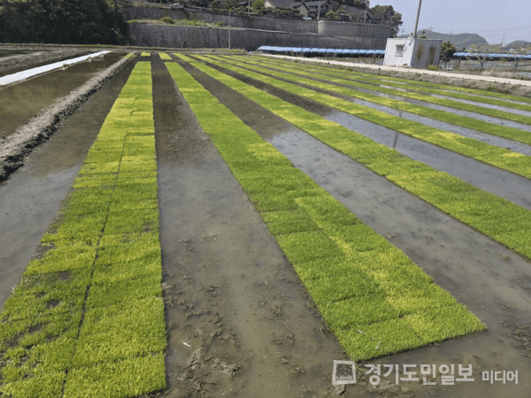 김포시농업기술센터, 벼 못자리 철저한 관리 당부